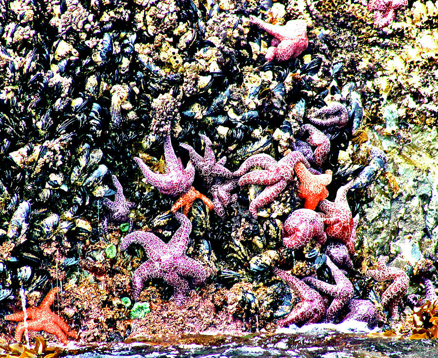 Starfish as the Tide goes out Photograph by Brian Sereda