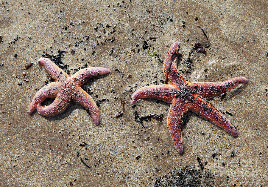 Starfish Photograph by Bryan Attewell