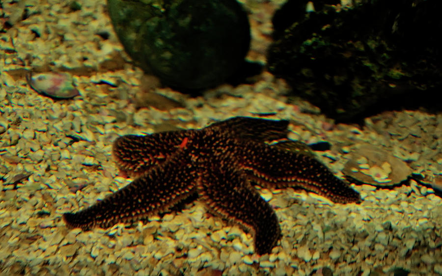 Starfish Photograph - Starfish by Flees Photos