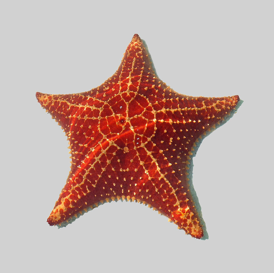 Starfish Clear Photograph by Duane McCullough