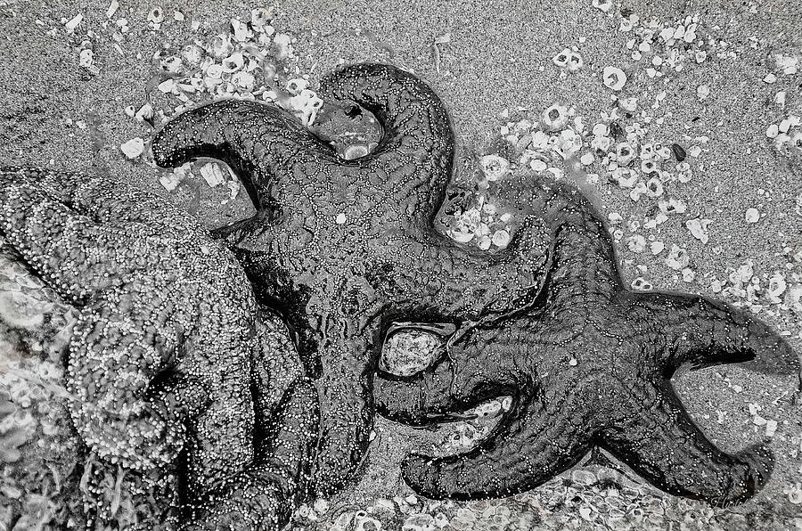 Starfish Cluster  Photograph by Roxy Hurtubise