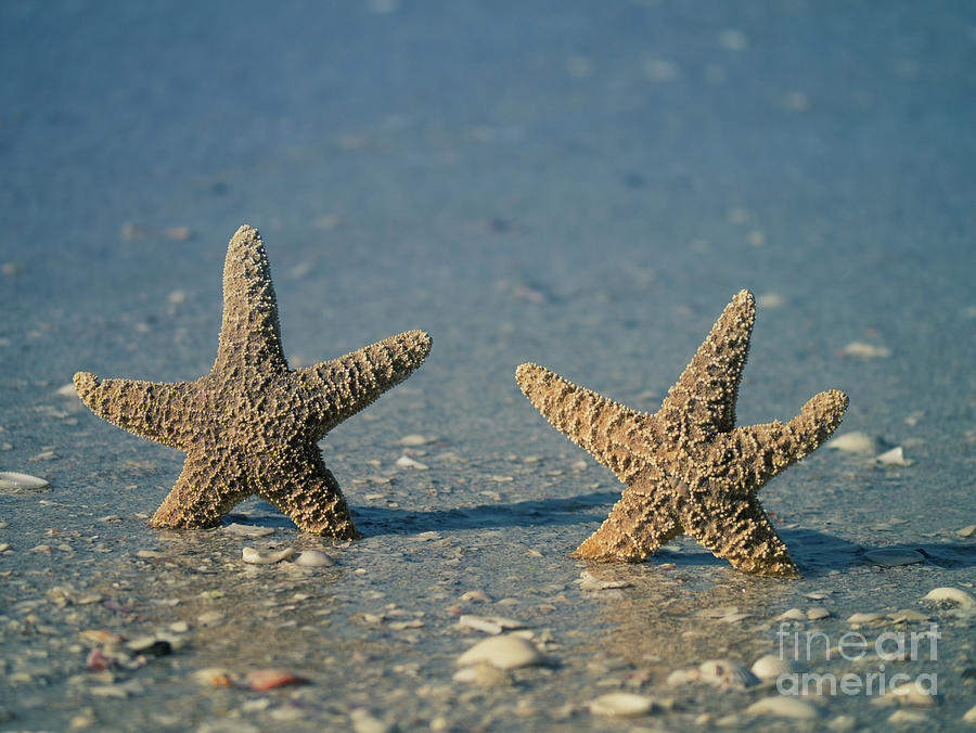 Starfish Dancing on the Beach Photograph by Edward Fielding
