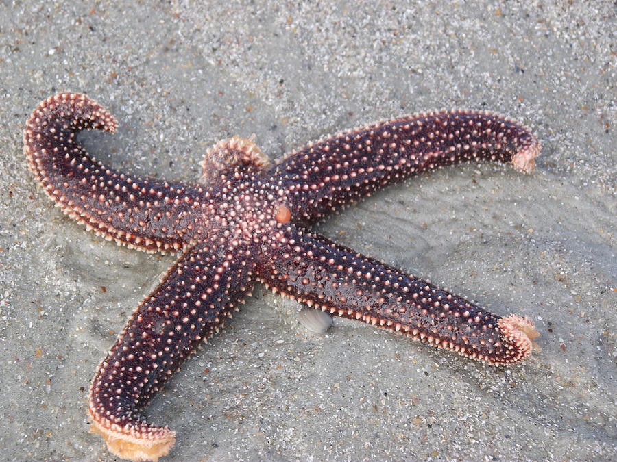 Starfish Photograph by Deborah Giglio-Percy - Fine Art America