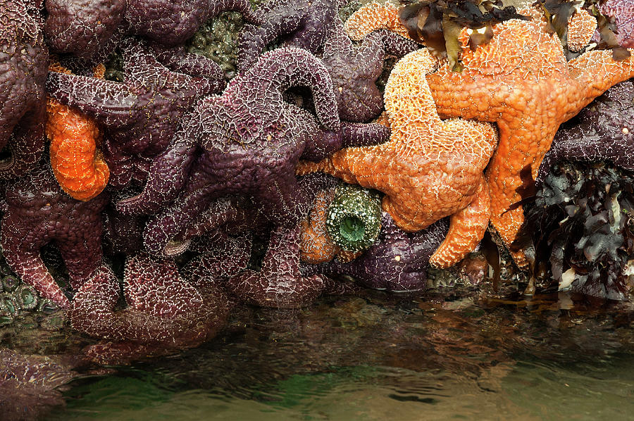 Starfish Embrasure Photograph by Robert Potts