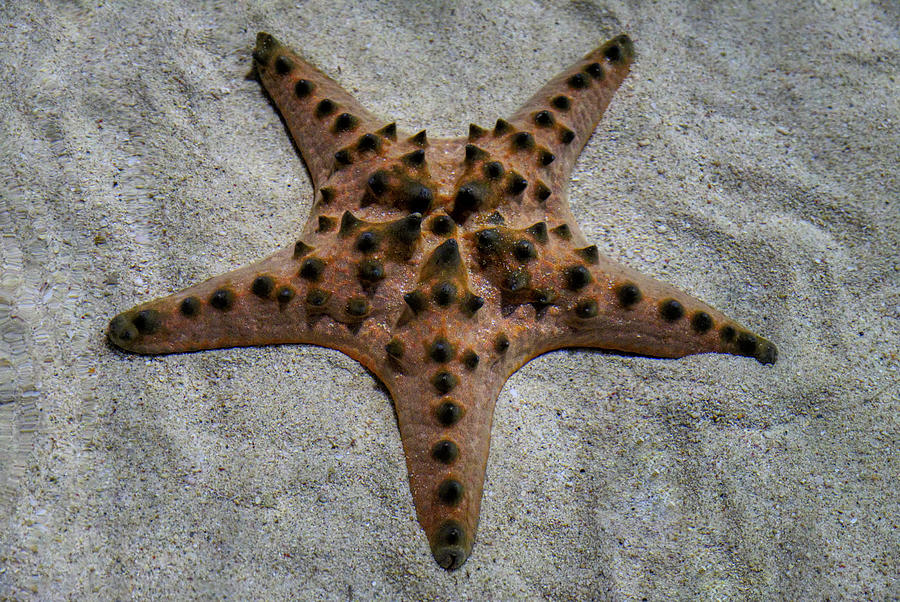 Starfish Photograph by Eric Hafner