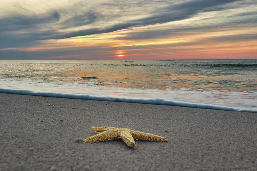 Starfish Homecoming Sunrise Photograph by Richard Pasquarella