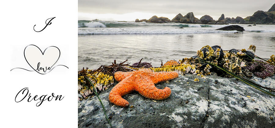 Starfish I Love Oregon Photograph by Diane Moller Starfish I Love Oregon Photograph by Diane Moller