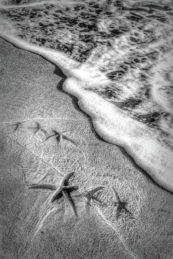 Starfish in the Surf Black and White Photograph by Debra and Dave Vanderlaan