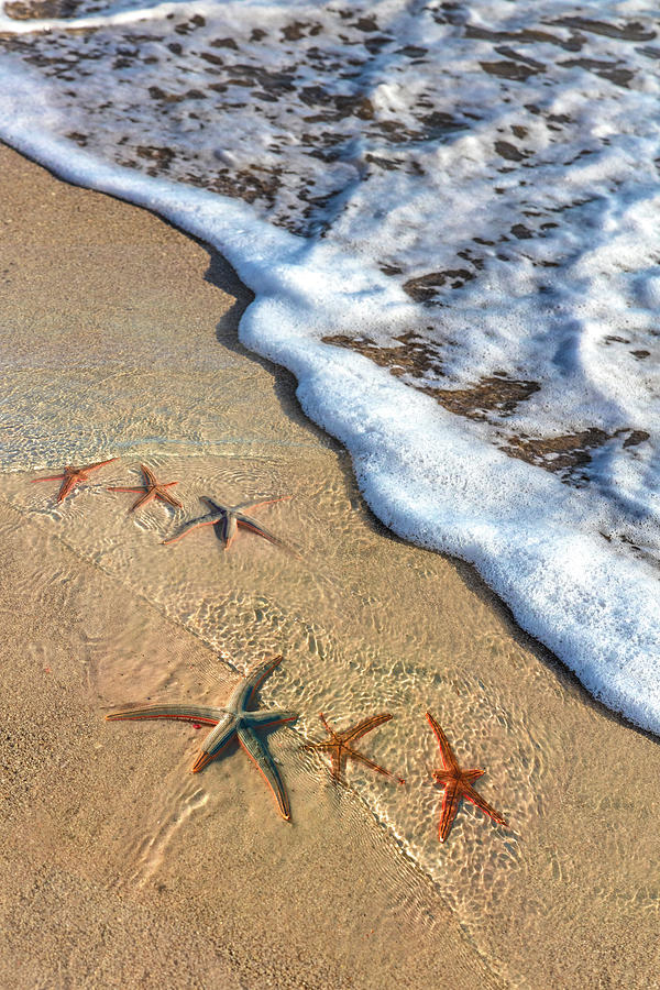 Starfish in the Surf Photograph by Debra and Dave Vanderlaan