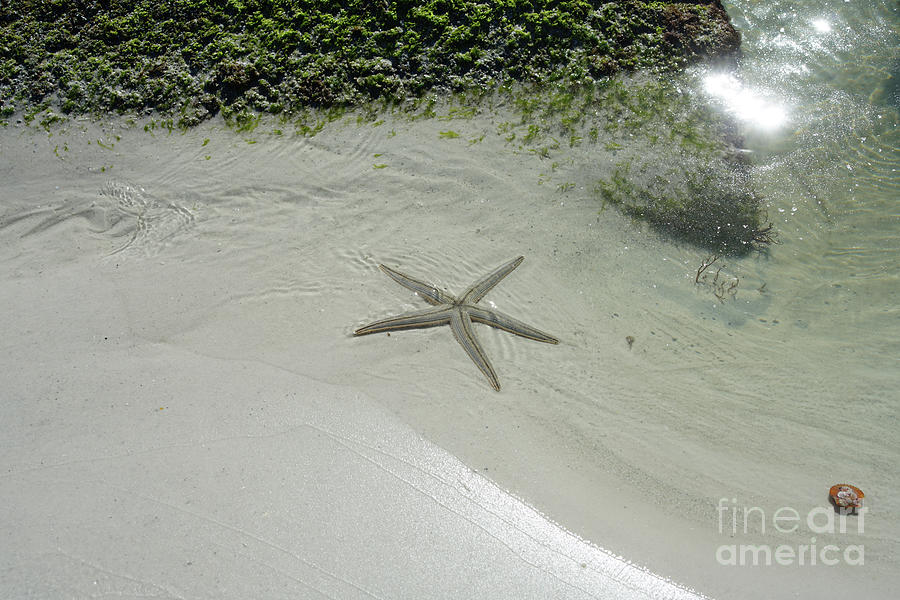 Starfish In Tide Pool Photograph by Felix Lai