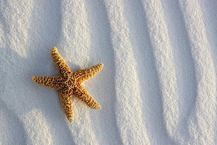 Starfish On Beach Sand Dune Seaside Scene Photograph By Andrew Rakoczy Fine Art America