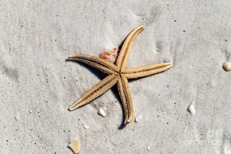 Starfish on the Beach Photograph by Beachtown Views