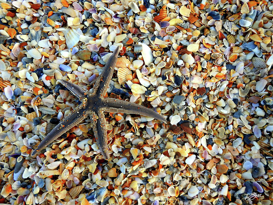 Starfish on the Beach Photograph by Rod Seel