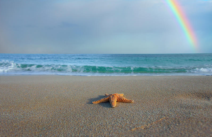 Starfish Rainbow Photograph by Sean Davey