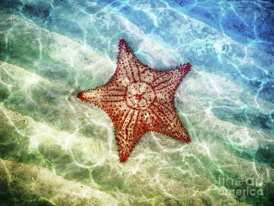 Starfish Reflections Digital Art by Phil Perkins
