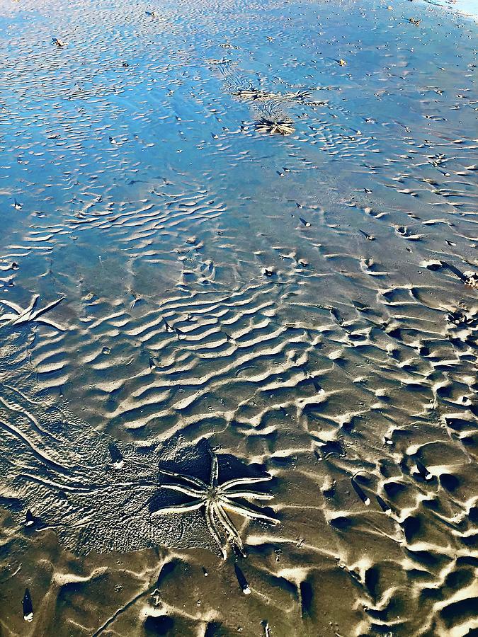 Starfish Sandbar Photograph by Cornelia DeDona
