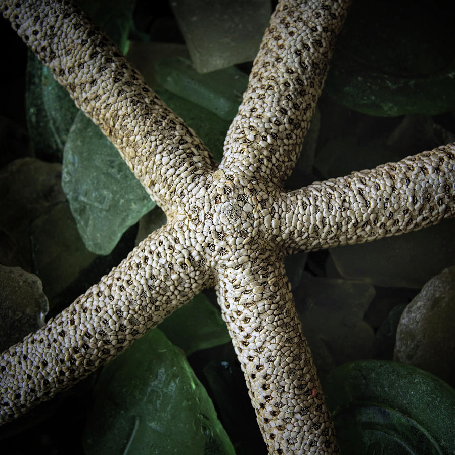 Starfish/Sea Glass Photograph by Richard Macquade