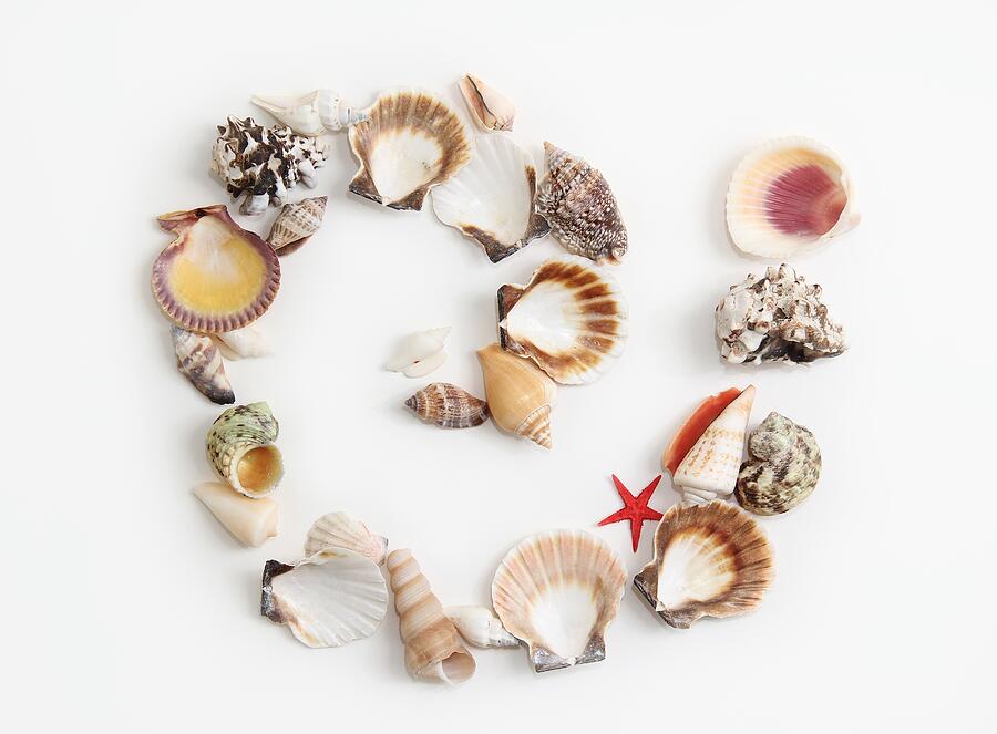 Starfish Seashells Arrangement  Photograph by Masha Batkova