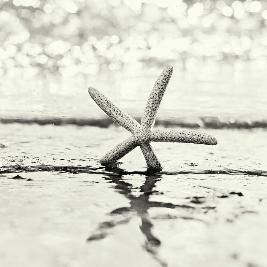 Juno Photograph - Starfish Sepia  by Laura Fasulo
