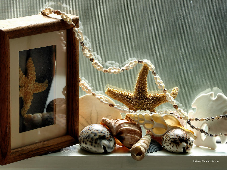 Starfish Shells Photograph by Richard Thomas