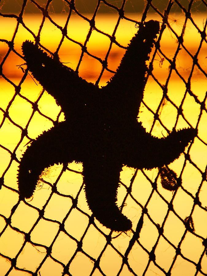 Starfish Silhoutte Photograph by Tara Krauss