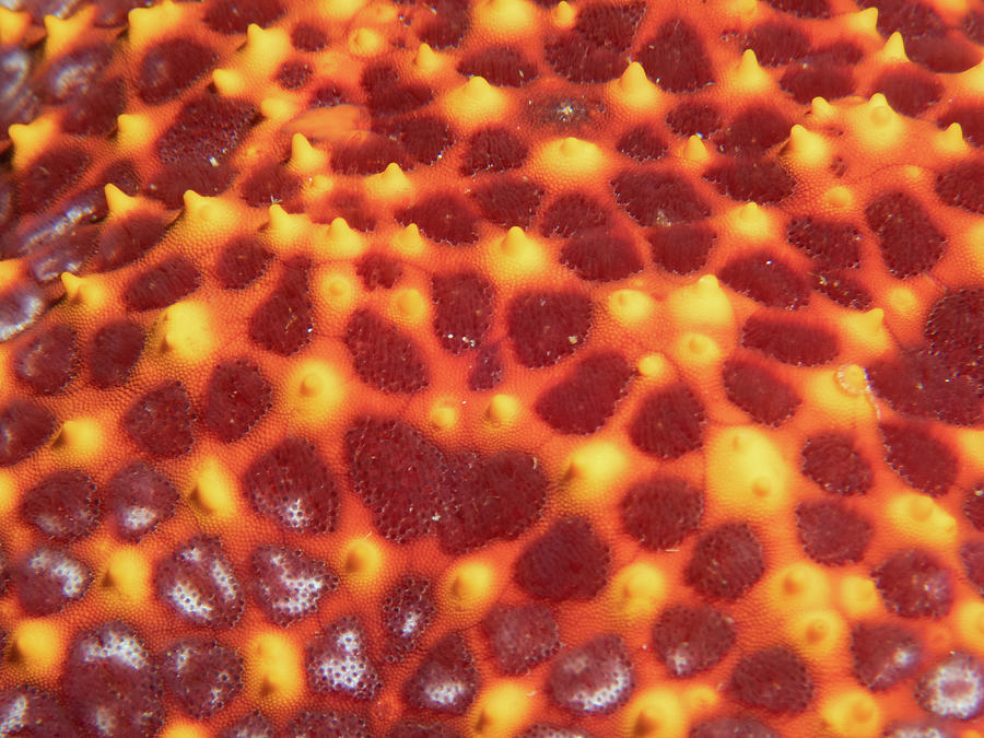 Starfish skin Photograph by Brian Weber