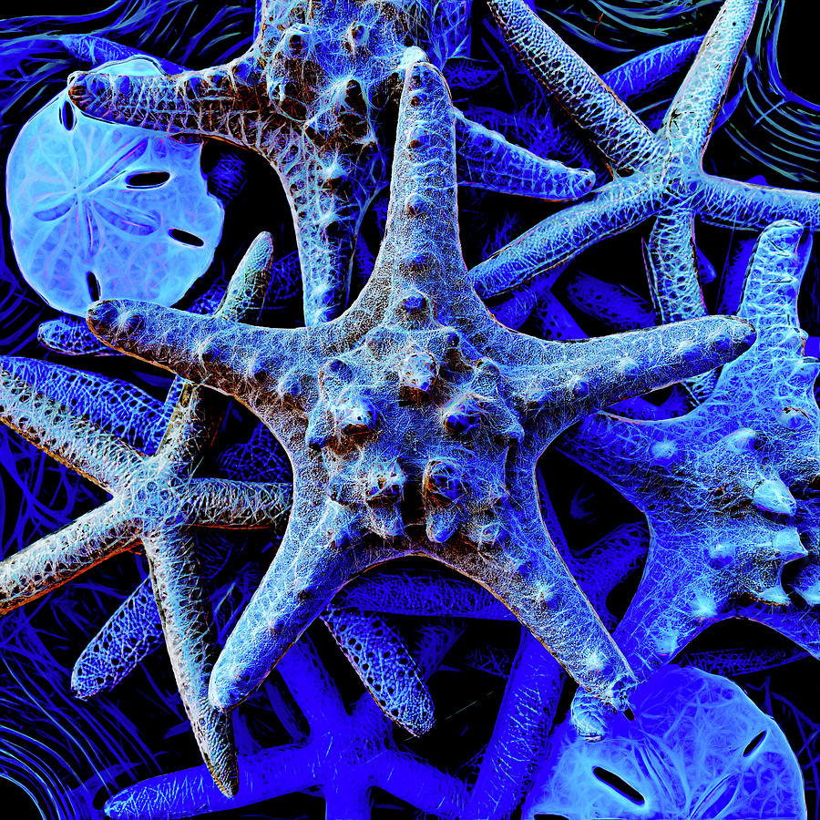 Starfish Still Life In Blue Photograph