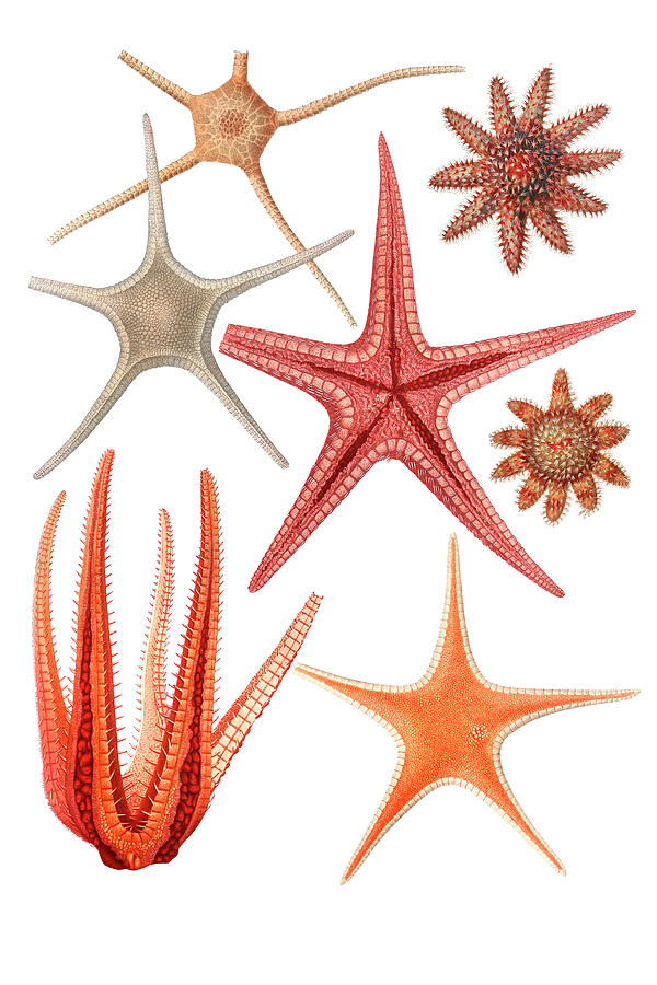 Nature Drawing - Starfish varieties by Mango Art