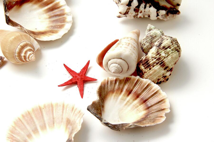 Starfish With Seashells Photograph