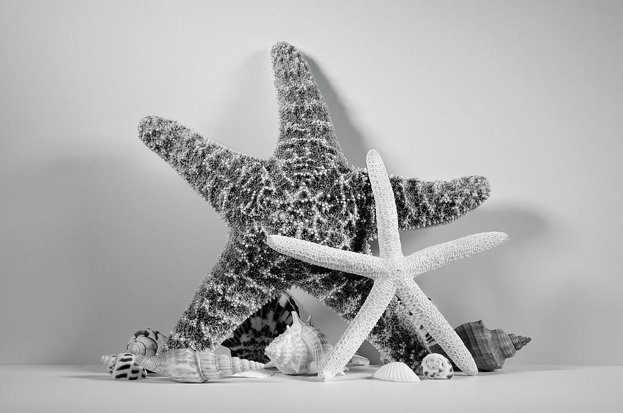 Starfishes and Seashells 1 Photograph by Angie Tirado