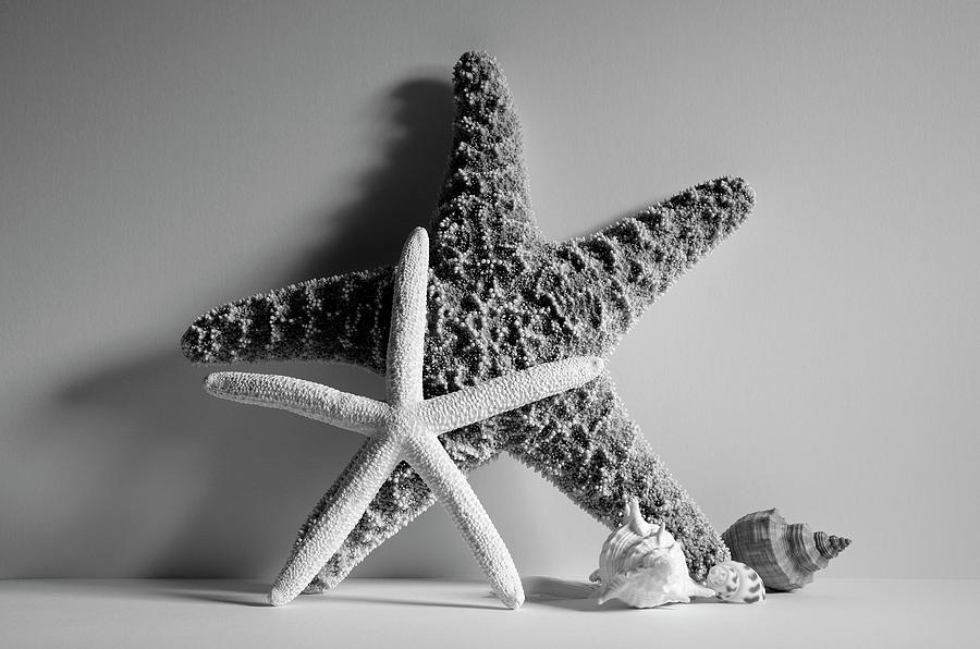 Starfishes and Seashells 2 Photograph by Angie Tirado