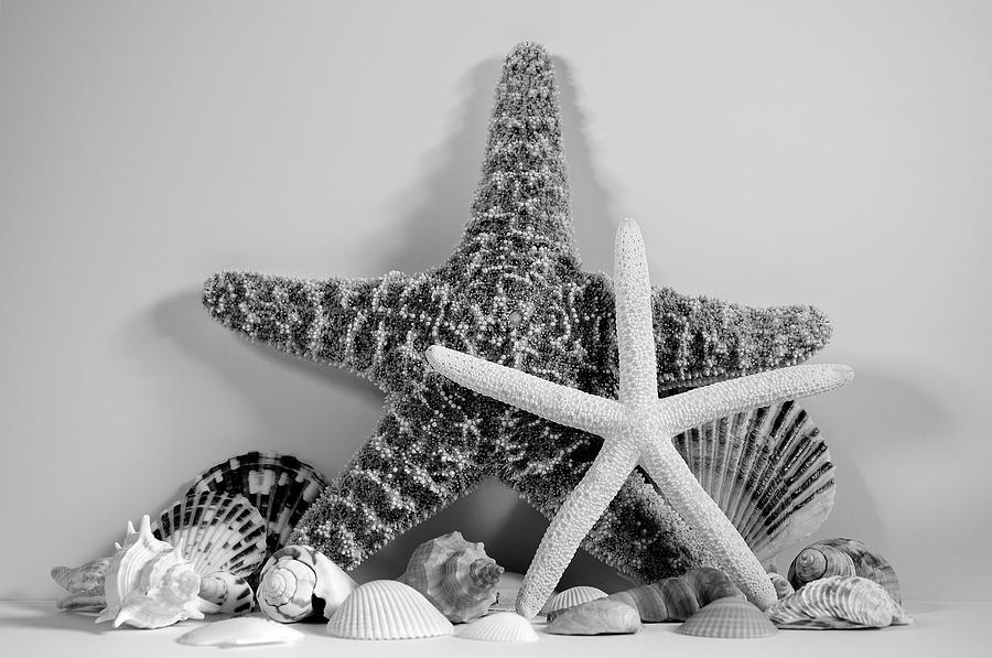 Starfishes and Seashells 3 Photograph by Angie Tirado