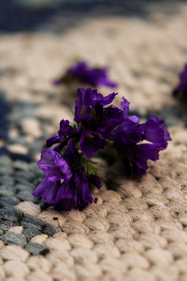 Starflower on the Rug Photograph by W Craig Photography