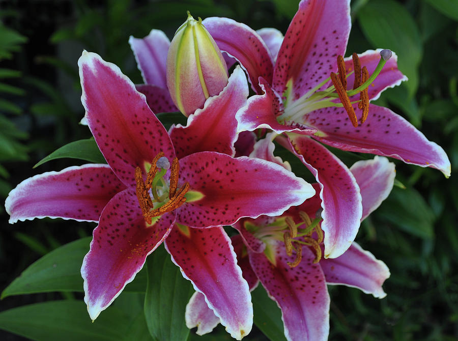 Stargaze Lilly Photograph by Aikala Art - Fine Art America