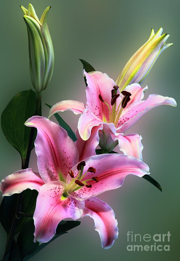 Stargazer Lilies Photograph by Inspired Images - Pixels