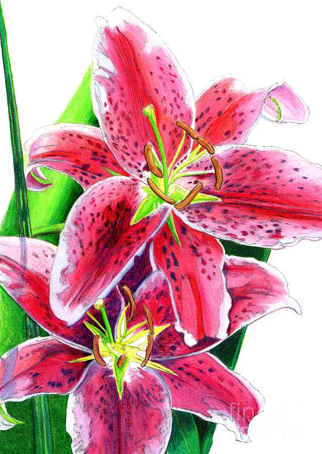 Stargazer Lilies Mixed Media by Stephen Oosterling