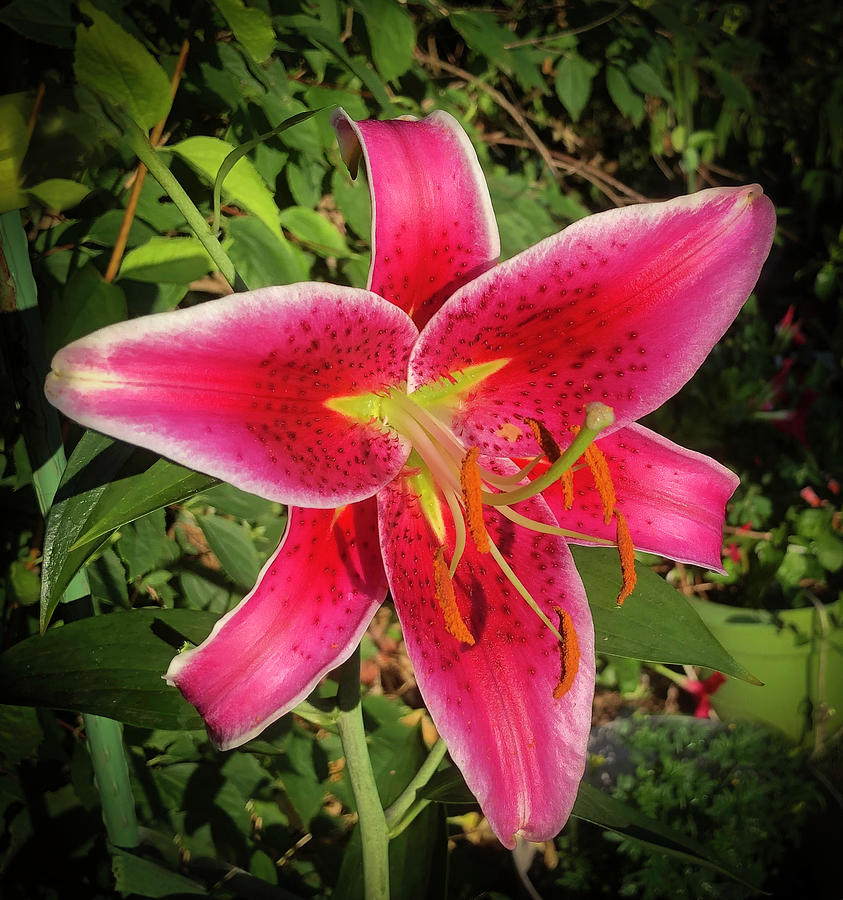 Stargazer Lily 3 Photograph by Kenneth Cole | Fine Art America