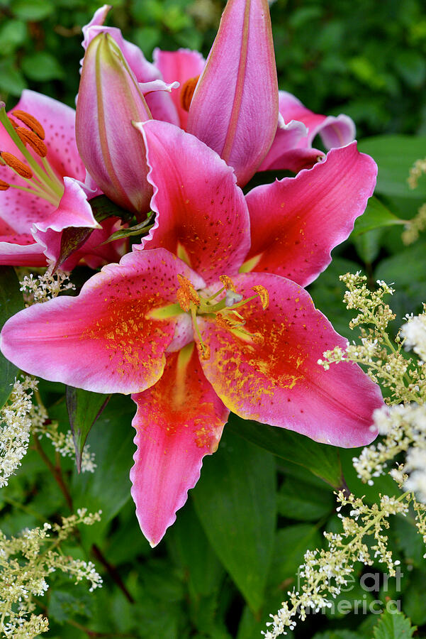 Stargazer Lily Photograph by Brian Walsh - Fine Art America