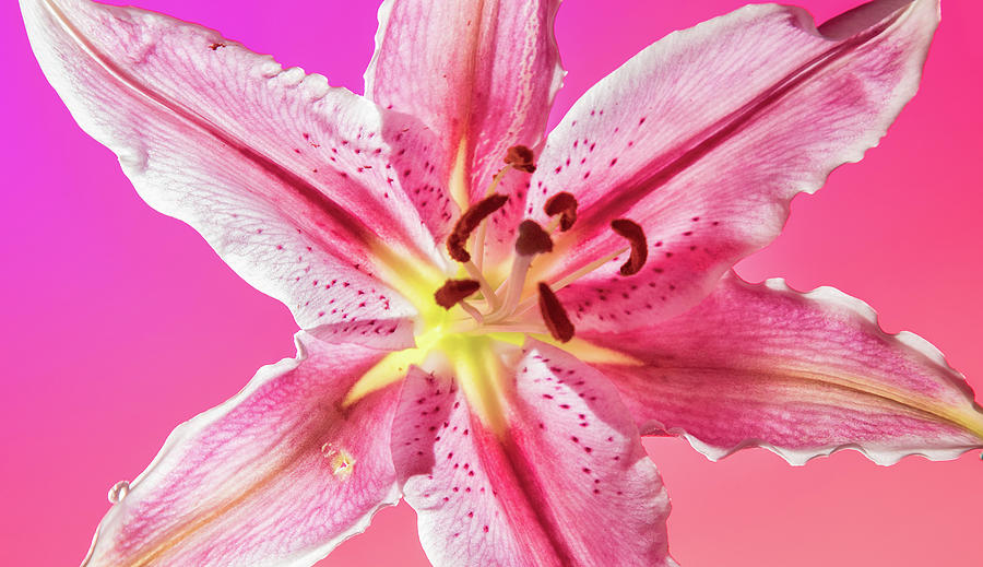 Stargazer Lily Photograph by Dario Impini