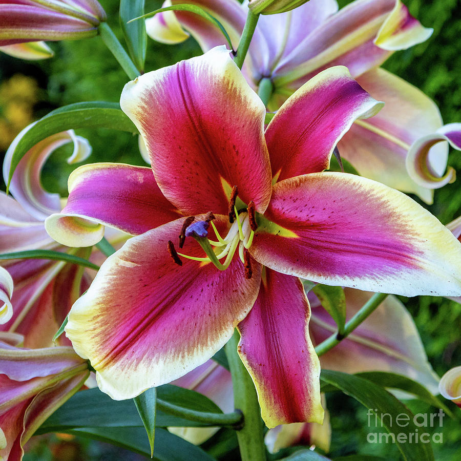 Stargazer Lily Photograph by Douglas White - Fine Art America