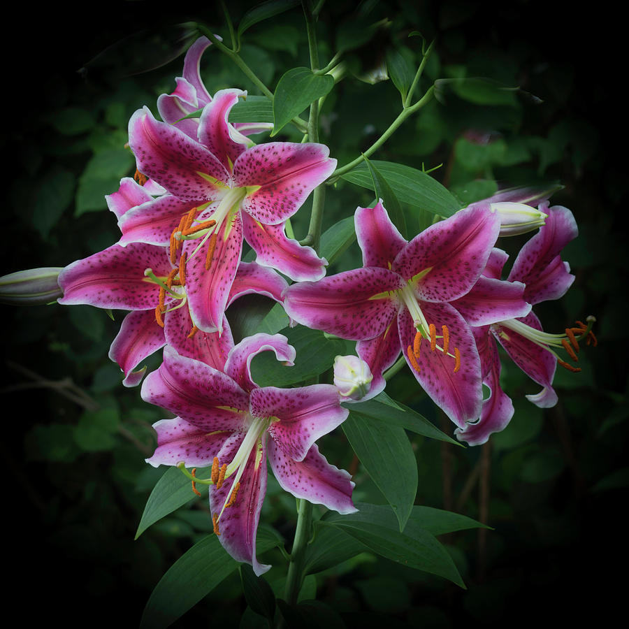 Stargazer Lily Photograph by Kenneth Cole | Fine Art America