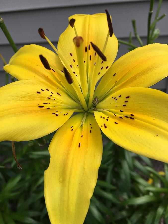 Stargazer Lily Photograph by Nancy Rabe - Fine Art America