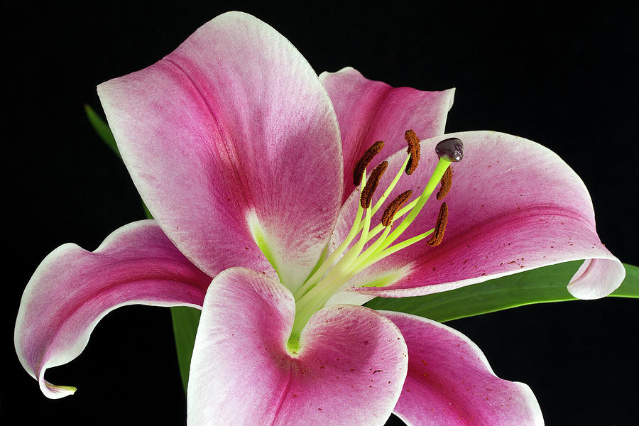 Stargazer lily Photograph by Shirley Mitchell