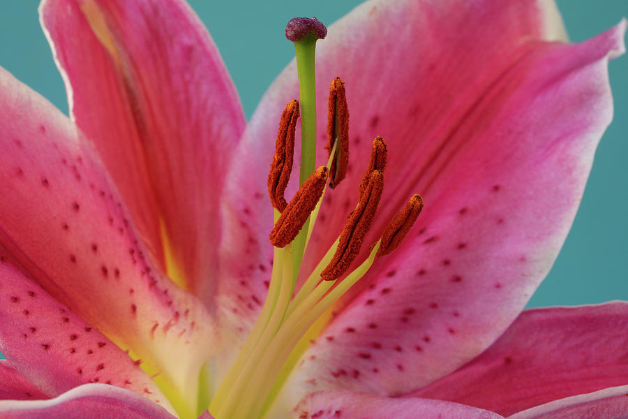 Stargazer Lily  Photograph by Tina Horne