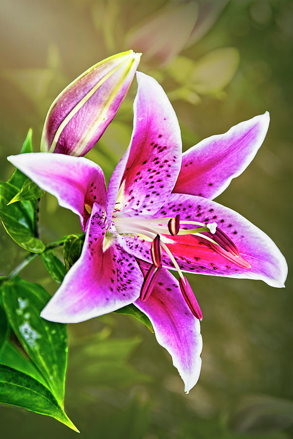 Nature Photograph - Stargazer Stunning Beauty by Marcia Colelli