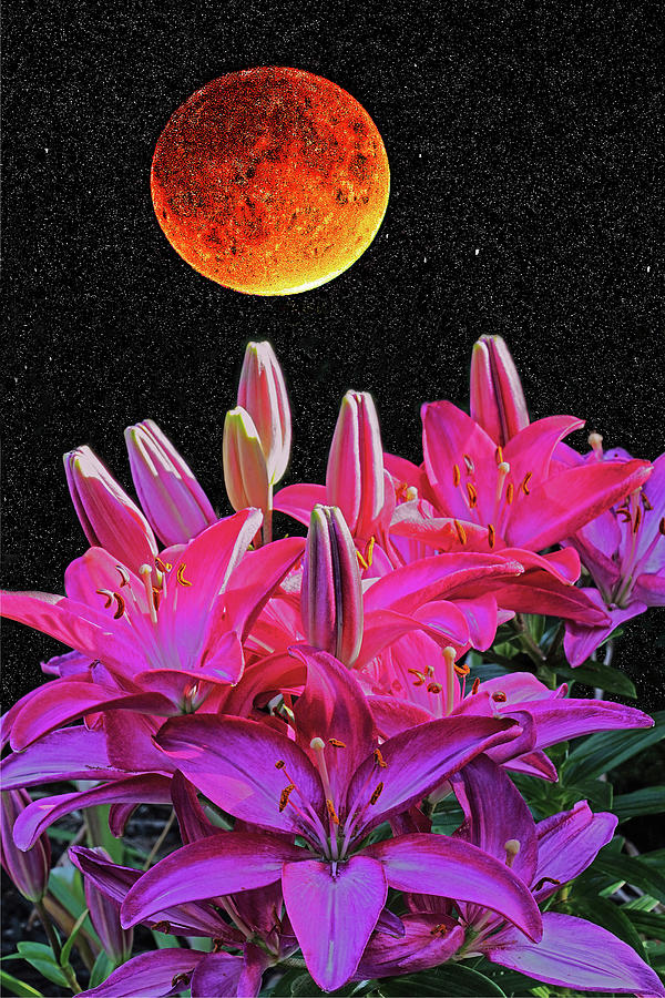 Stargazers with Moon. Photograph by Dennis Cox Photo Explorer