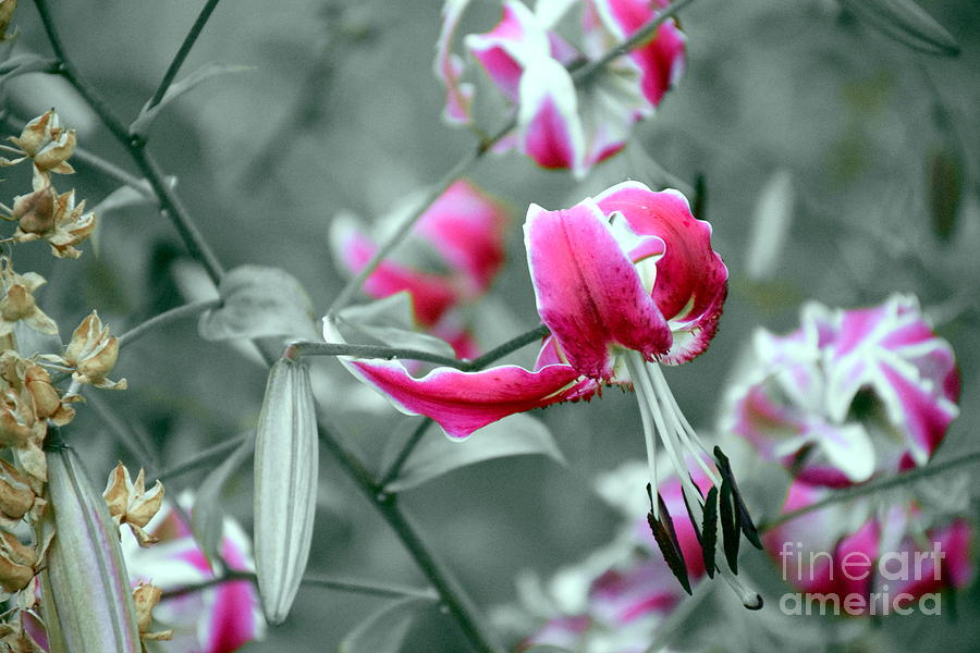 Stargazing Lily - Selective Color Photograph by Sea Change Vibes