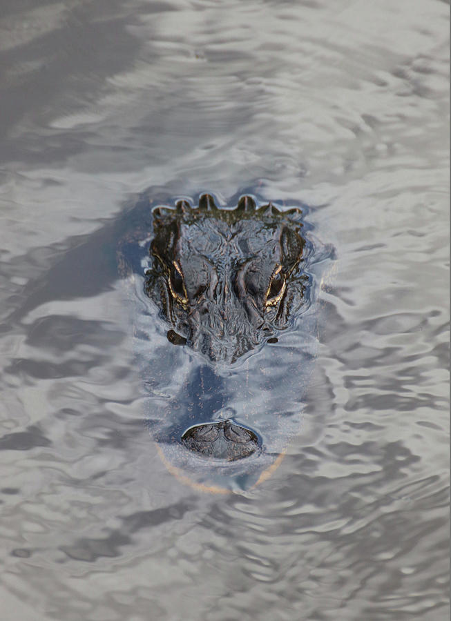Staring Alligator Photograph by David T Wilkinson