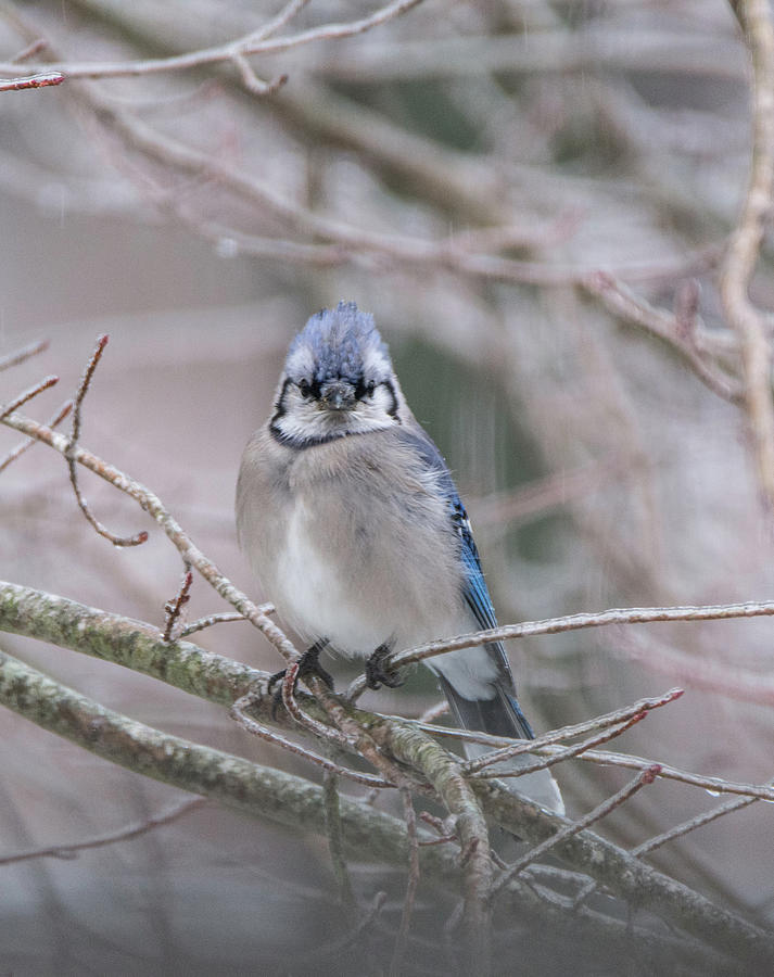 Staring At You Photograph by Paula Card - Fine Art America