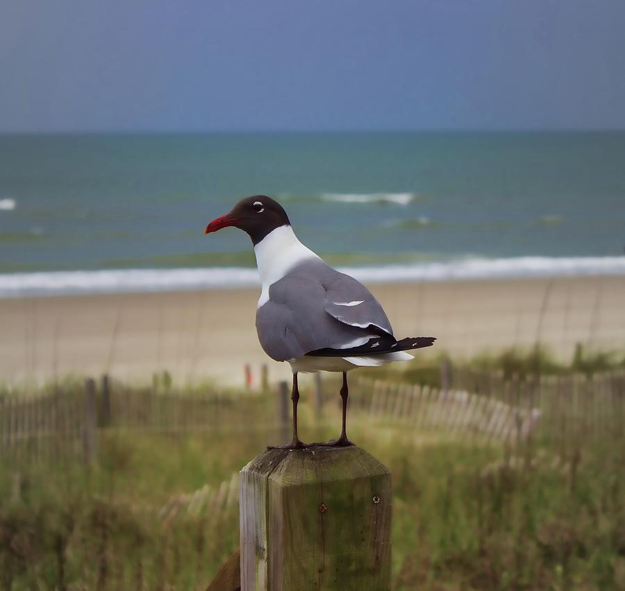 Staring at You Seagull Photograph by Roberta Byram